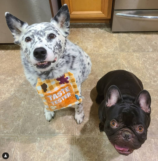 Image of two goofy looking dogs looking up at you