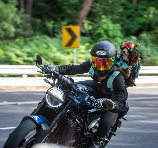 Guy on motorbike with a dog in a dog backpack